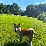 Dog, Plant, Sky, Green, Natural Landscape, Carnivore, Dog breed, Tree, Grass, Grassland, Companion dog, Meadow, Landscape, People In Nature, Lawn, Tail, Pasture
