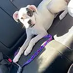 Dog, Canidae, Dog breed, Car Seat, Snout, Leg, Carnivore, Companion dog, Vehicle, Non-sporting Group, Car, Seat Belt, Puppy, Toy Dog