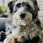Dog, Dog breed, Carnivore, Companion dog, Snout, Toy Dog, Working Animal, Small Terrier, Terrier, Furry friends, Canidae, Dog Supply, Biewer Terrier, Maltepoo