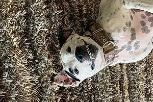 Name Dalmatian Dog Ringo