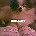 Dog, Book, Publication, Carnivore, Font, Companion dog, Toy Dog, Dog Supply, Book Cover, Furry friends, Dog breed, Whiskers, Magenta, Reading, Writing, Corgi-chihuahua, Photo Caption, Paper, Paper Product, Non-sporting Group