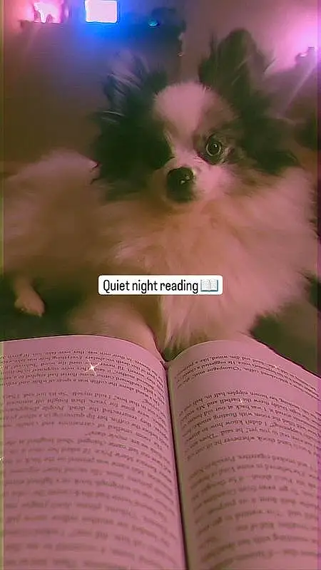 Dog, Book, Publication, Carnivore, Font, Companion dog, Toy Dog, Dog Supply, Book Cover, Furry friends, Dog breed, Whiskers, Magenta, Reading, Writing, Corgi-chihuahua, Photo Caption, Paper, Paper Product, Non-sporting Group