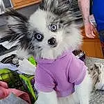 Dog, Dog Supply, Blue, Dog breed, Papillon, Dog Clothes, Carnivore, Fawn, Companion dog, Toy Dog, Snout, Fashion Accessory, Pet Supply, Furry friends, Canidae, Tail, Polka Dot, Party Hat, Whiskers