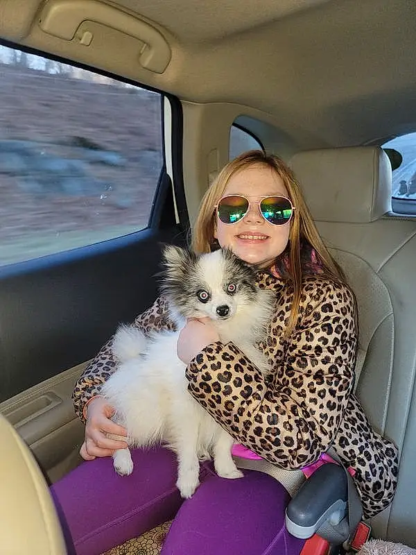 Sunglasses, Comfort, Toy, Fawn, Carnivore, Felidae, Companion dog, Eyewear, Thigh, Whiskers, Small To Medium-sized Cats, Human Leg, Car Seat, Vehicle Door, Furry friends, Curtain, Doll, Fun, Foot, Stuffed Toy