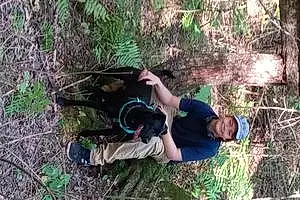 Forest Labrador Retriever Dog Gemma