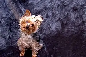 Name Yorkshire Terrier Dog Pippa