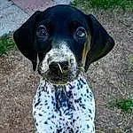 Dog, Dog breed, Carnivore, Companion dog, Working Animal, Snout, Collar, Whiskers, Grass, Terrestrial Animal, Electric Blue, Dog Collar, Circle, Plant, Hunting Dog, Gun Dog, Non-sporting Group