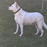 Dog, Dog breed, Carnivore, Companion dog, Fawn, Collar, Grass, Snout, Tail, Fence, Canidae, Dog Collar, Working Animal, Mesh, Terrestrial Animal, Dogo Guatemalteco, Non-sporting Group, Ancient Dog Breeds, Dog Supply