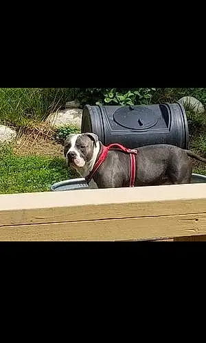 Name American Bully Dog Archer