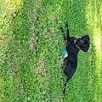 Plant, Dog, Leaf, Carnivore, Dog breed, Grass, Tree, Groundcover, People In Nature, Terrestrial Plant, Shrub, Tail, Grassland, Trunk, Shadow, Guard Dog, Canidae, Pasture