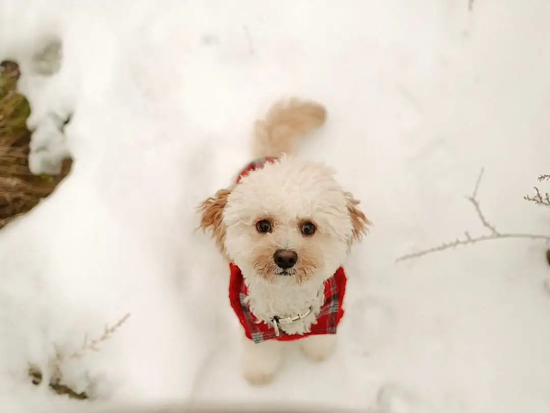 Dog, Snow, Dog breed, Carnivore, Companion dog, Dog Clothes, Toy Dog, Freezing, Snout, Winter, Toy, Terrier, Furry friends, Canidae, Labradoodle, Small Terrier, Puppy love, Maltepoo, Goldendoodle