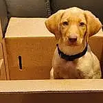 Dog, Carnivore, Dog breed, Pet Supply, Working Animal, Rectangle, Collar, Companion dog, Fawn, Shipping Box, Wood, Dog Collar, Snout, Box, Liver, Dog Supply, Carton, Packing Materials, Whiskers