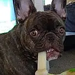 Dog, Bulldog, Carnivore, Dog breed, Ear, Companion dog, Fawn, Snout, Whiskers, Working Animal, Wrinkle, Toy Dog, Terrestrial Animal, Collar, French Bulldog, Canidae, Non-sporting Group, Carrot