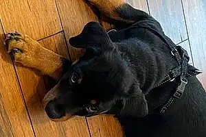 Rottweiler Dog Ace