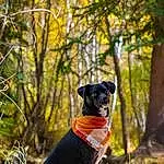 Dog, Plant, Carnivore, Collar, Tree, Fawn, Dog breed, Dog Supply, Dog Collar, Companion dog, Grass, Wood, Working Animal, Snout, Tail, Leash, Forest, Woodland, Terrier, Trunk