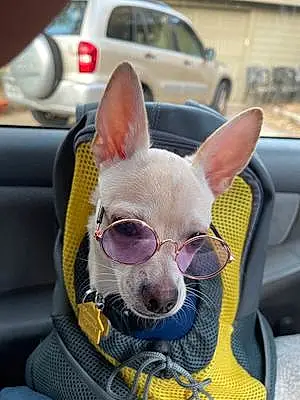 Glasses Chihuahua Dog Hércules Uriel
