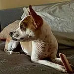 Dog, Carnivore, Whiskers, Fawn, Dog breed, Companion dog, Wood, Comfort, Terrestrial Animal, Paw, Working Animal, Terrier, Felidae, Couch, Street dog, Toy Dog, Linens, Canidae, Tail