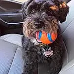 Dog, Water Dog, Carnivore, Dog breed, Dog Supply, Liver, Toy Dog, Companion dog, Comfort, Dog Collar, Collar, Snout, Vehicle, Terrier, Small Terrier, Furry friends, Working Animal, Maltepoo, Canidae