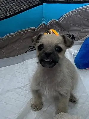 Chihuahua Dog Rascal
