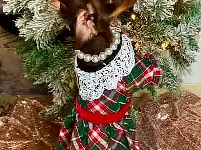 Plant, Tartan, Hat, Natural Material, Fawn, Groundcover, Plaid, Evergreen, Event, Working Animal, Pattern, Conifer, Tradition, Tree, Christmas, Christmas Ornament, Christmas Decoration, Grass, Furry friends, Christmas Tree