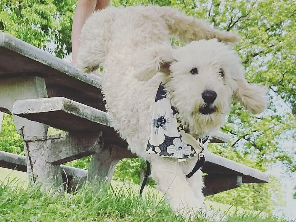 Dog, Dog breed, Toy, Dog Clothes, Carnivore, Shorts, Companion dog, Plant, Grass, Dog Supply, Toy Dog, Stuffed Toy, Tree, Terrier, Poodle, Small Terrier, Labradoodle, Leash, Canidae