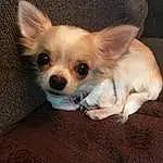 Dog, Carnivore, Dog breed, Chihuahua, Whiskers, Companion dog, Fawn, Toy Dog, Ear, Dog Supply, Snout, Furry friends, Working Animal, Canidae, Corgi-chihuahua, Terrestrial Animal, Puppy, Non-sporting Group