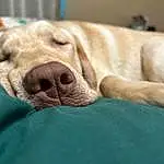 Dog, Carnivore, Liver, Dog breed, Comfort, Dog Supply, Fawn, Working Animal, Whiskers, Companion dog, Snout, Wrinkle, Terrestrial Animal, Pet Supply, Canidae, Guard Dog, Furry friends, Linens, Non-sporting Group
