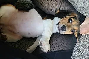 Beagle Dog Chloe