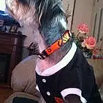 Dog, Dog breed, Dog Supply, Carnivore, Collar, Plant, Television, Companion dog, Dog Clothes, Pet Supply, Fawn, Bow Tie, Dog Collar, Tail, Liver, Furry friends, Working Animal, Fashion Accessory, Chinese Crested Dog