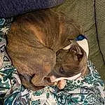 Dog, Dog breed, Carnivore, Comfort, Ear, Companion dog, Fawn, Felidae, Liver, Snout, Canidae, Whiskers, Linens, Nap, Furry friends, Working Animal, Wrinkle, Sleep, Treeing Tennessee Brindle