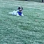 Dog, People In Nature, Grass, Dog breed, Carnivore, Companion dog, Groundcover, Grassland, Player, Meadow, Happy, Lawn, Electric Blue, Sport Venue, Soccer Ball, Fun, Field, Stadium, Recreation