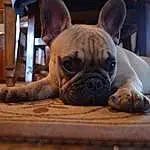 Dog, Cabinetry, Bulldog, Carnivore, Wood, Whiskers, Drawer, Dog breed, Comfort, Ear, Fawn, Wrinkle, Companion dog, Terrestrial Animal, Snout, Toy Dog, Hardwood, Dresser, Chest Of Drawers