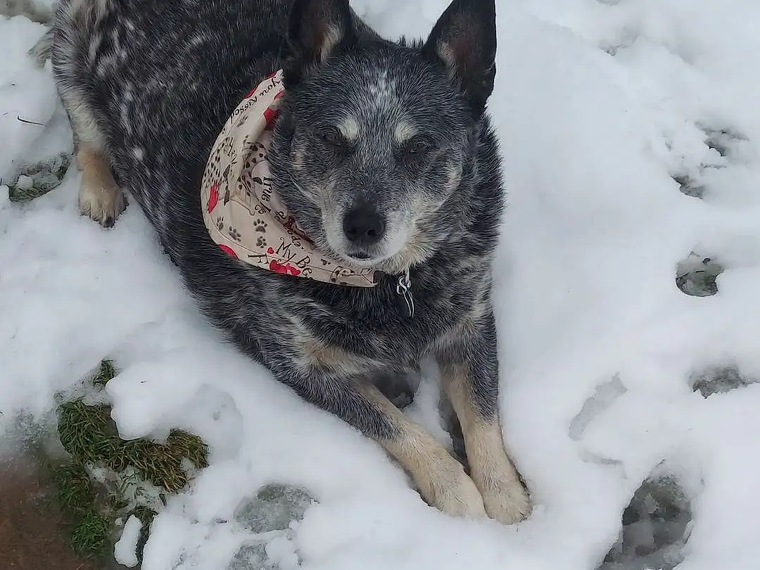 Snow, Dog, Carnivore, Dog breed, Freezing, Winter, Furry friends, Canidae, Australian Cattle Dog, Precipitation, Working Dog, Non-sporting Group, Automotive Tire, Hunting Dog