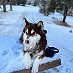 Snow, Dog, Sled Dog, Carnivore, Tree, Dog breed, Companion dog, Freezing, Winter, Siberian Husky, Furry friends, Herding Dog, Recreation, Working Dog, Canidae, Working Animal, Canis, Ancient Dog Breeds