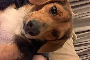 Beagle Dog Shelby