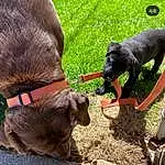 Dog, Working Animal, Plant, Pet Supply, Dog breed, Fawn, Grass, Liver, Collar, Snout, Pack Animal, Terrestrial Animal, Livestock, Tail, Leash, Dog Collar, Goats, Bovine, Canidae