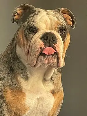Bulldog Dog Dude