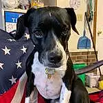 Dog, Dog breed, Carnivore, Collar, Flag, Companion dog, Flag Of The United States, Snout, Working Animal, Flag Day (usa), Canidae, Fashion Accessory, Furry friends, Dog Collar, Carmine, Personal Protective Equipment, Guard Dog, Working Dog