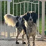 Dog, Carnivore, Dog breed, Gun Dog, Fence, Companion dog, Snout, Plant, Furry friends, Tail, Canidae, Working Dog, Working Animal, Terrestrial Animal, Grass