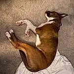 Dog, Dog breed, Comfort, Carnivore, Fawn, Companion dog, Snout, Tail, Human Leg, Foot, Whiskers, Wood, Paw, Canidae, Toy Dog, Sighthound, Linens, Furry friends