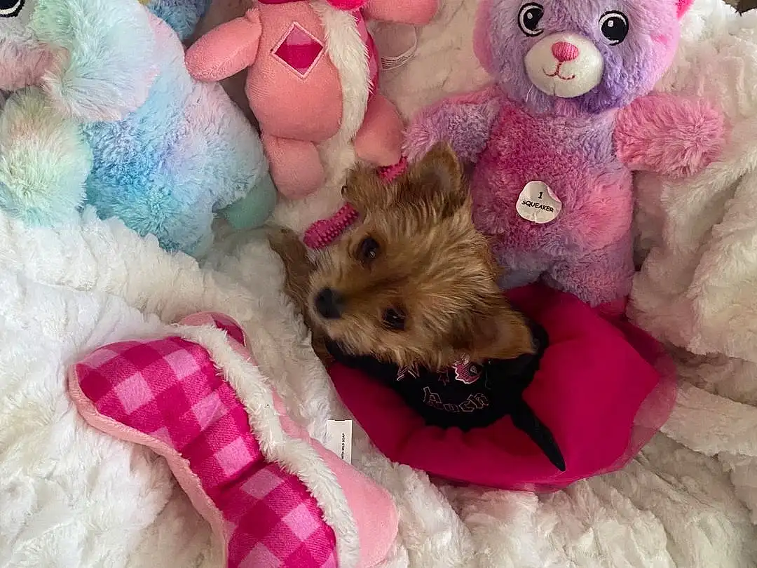 White, Toy, Textile, Pink, Dog Supply, Fawn, Carnivore, Companion dog, Pet Supply, Stuffed Toy, Magenta, Furry friends, Dog breed, Plush, Toy Dog, Bed, Working Animal, Teddy Bear, Baby Toys