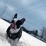 Dog, Snow, Sky, Dog breed, Cloud, Carnivore, Tree, Fawn, Freezing, Snout, Companion dog, Whiskers, Recreation, Winter, Collar, Canidae, Event, Furry friends, Slope