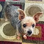 Dog, Plant, Carnivore, Dog breed, Dog Supply, Fawn, Whiskers, Ear, Companion dog, Toy Dog, Snout, Terrier, Texas Heeler, Furry friends, Terrestrial Animal, Working Animal, Small Terrier, Non-sporting Group, Canidae