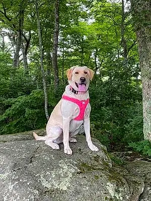 Forest Labrador Retriever Dog Maggie
