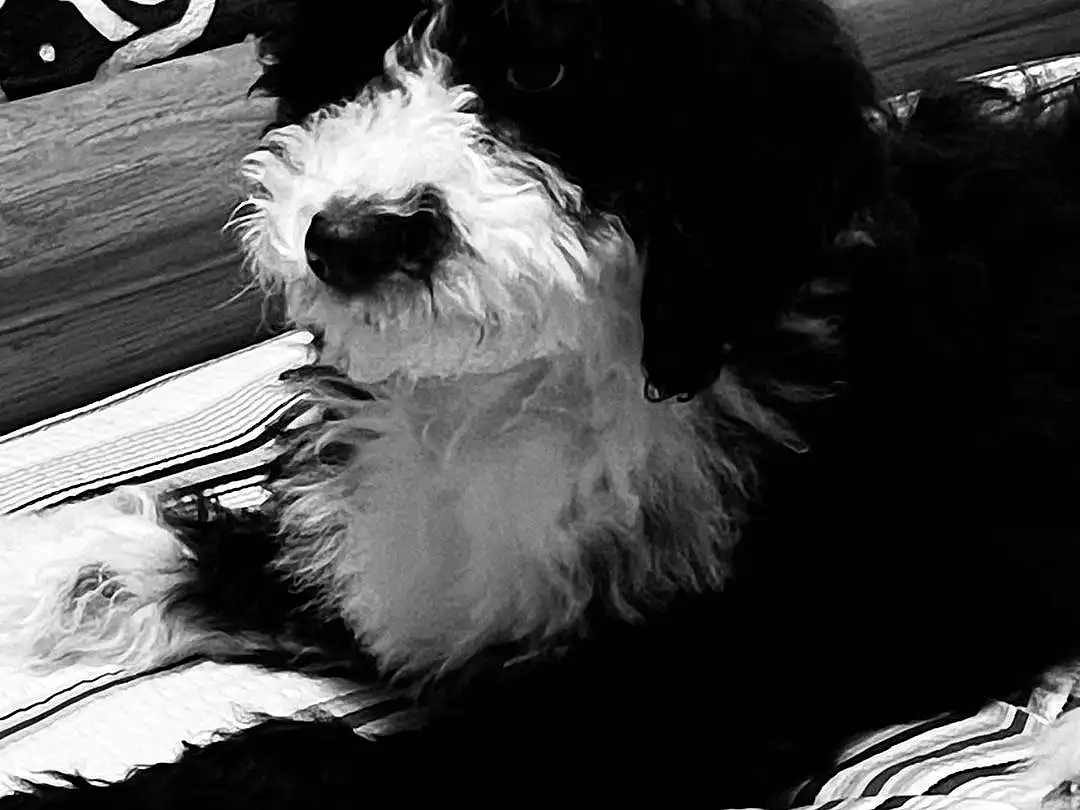 Dog, White, Dog breed, Light, Black, Carnivore, Black-and-white, Style, Companion dog, Water Dog, Toy Dog, Tints And Shades, Monochrome, Snout, Black & White, Terrier, Canidae, Furry friends, Shih-poo