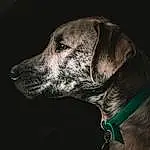 Dog, Dog breed, Carnivore, Whiskers, Collar, Snout, Dog Collar, Pet Supply, Working Animal, Companion dog, Darkness, Terrestrial Animal, Canidae, Black & White, Monochrome, Great Dane, Dog Supply, Furry friends, Metal