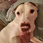 Dog, Eyes, Working Animal, Dog breed, Carnivore, Ear, Fawn, Companion dog, Whiskers, Snout, No Expression, Canidae, Furry friends, Selfie, Comfort, Dogo Argentino, Toy Dog, Hat, Non-sporting Group