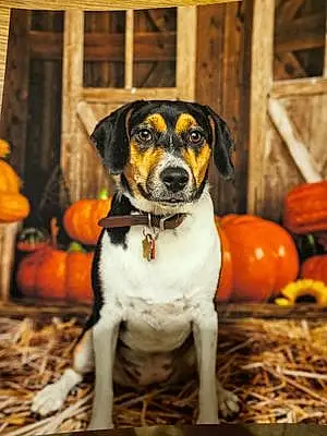 Beagle Dog Raine