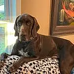 Dog, Dog Supply, Comfort, Liver, Carnivore, Fawn, Dog breed, Companion dog, Working Animal, Dog Collar, Picture Frame, Pet Supply, Snout, Collar, Gun Dog, Furry friends, Canidae, Pattern, German Shorthaired Pointer, Sitting