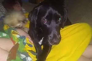 Name Labrador Retriever Dog Onyx